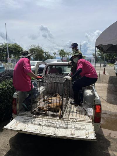 เสร็จสิ้นโครงการทำหมัน ฉีดวัคซีนพิษสุนัขบ้า มูลนิธิสันติสุขเพื่อสุนัขและแมวจรจัดร่วมกับเทศบาลตำบลเกาะคาแม่ยาว(ลำปาง)