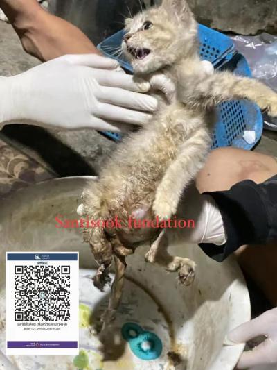 ‼️มิ้วน้อย มีผู้แจ้งเหตุ เจอน้องแมวจึงขอความช่วยเหลือจากทางมูลนิธิ เบื้องต้นคุณหมอแจ้งว่าน้องขาหักทั้งสองข้าง แต่อีกข้างขาดแล้วแผลมากกว่า 7 วันแล้วเพร