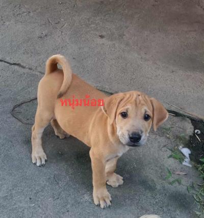 Puppies for adoptions