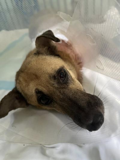 อัปเดตอาการ สุนัขได้รับการผ่าตัดเอาขาออกแล้ว และรอรักษาตัวตัดไหมเสร็จจึงกลับวัดได้