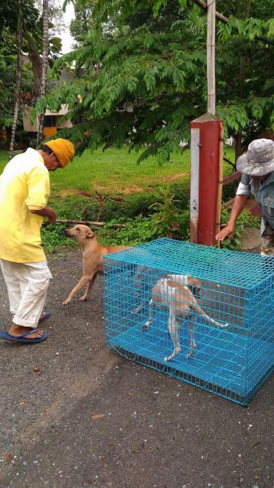 ความผูกพันระหว่างเจ้าของและสุนัข เมื่อทางมูลนิธิไปรับสุนัขของคุณลุงไปทำหมันให้และนัดส่งกลับ คุณลุงโทรถามวันละ 3 เวลาว่าสุนัขจะกลับบ้านได้เมื่อไร เราจึ