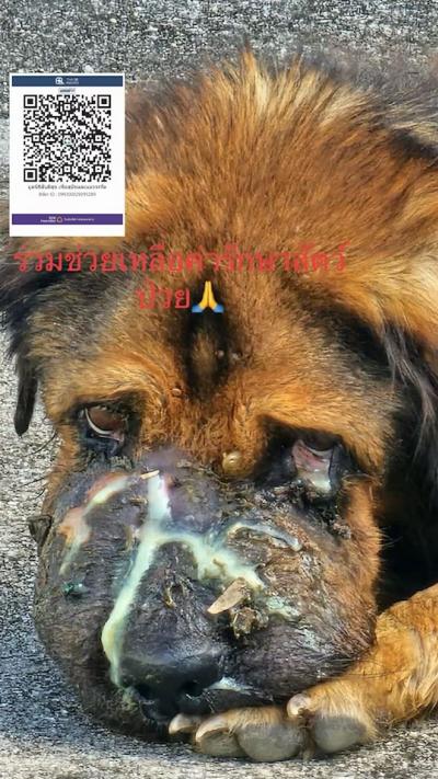 เสียงร้องที่มนุษย์ไม่สนใจฟัง  สุนัขป่วยเรื้อรัง ที่ต้องการความช่วยเหลือ จากผู้แจ้งขอความช่วยเหลือมา เราจึงส่งเจ้าหน้าที่ไปรับเพื่อส่งโรงพยาบาลสัตว์ด่ว