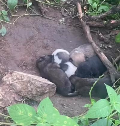 จิตใจสูงที่สุด..ก็มนุษย์ ใจร้ายโหดเหี้ยมที่สุดก็คือมนุษย์