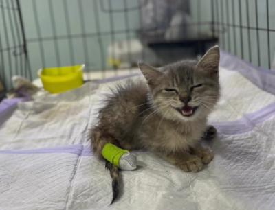 ฟี่ฟ่า❤️เกิน แมวน้อยที่ถูกรถทับหลังและขาหักทั้งสองข้าง ใช้ชีวิตช่วยเหลือตัวเองไม่ได้ แต่สาวน้อยสู้สุดตัวและ ❤️ ที่มี น้องไม่สามารถฉี่เองได้ ต้องช่วยบี