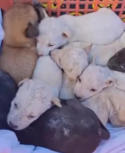 ขอรับบริจาคนมแพะ 100% และอาหารลูกสุนัข ขอรับบริจาคนมแพะแท้ 100 เปอร์เซ็นต์ และอาหารเม็ดสำหรับลูกสุนัข (อายุ 2 เดือนขึ้นไป) ครับ  ช่วงนี้มีน้องหมาเข้าม