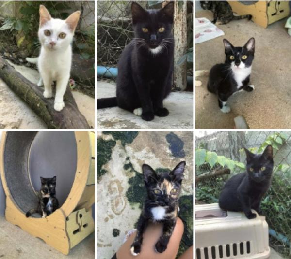 หาบ้านให้มิ้วๆ แมวกลุ่มนี้ ทำวัคซีนครบ ตรวจโรคแล้ว อายุ5-6เดือน มีทั้งเพศผู้และเมีย ตัวจริงน่ารักมากมาย อุปการะฟรี