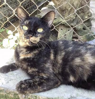 นางคือลิ้นจี่ เลี้ยงมา 5 ปี อดีตแมวจรที่เรารับนางมาดูแลตั้งแต่เด็กๆ วันนี้นางเจอ บ้านจริงๆ