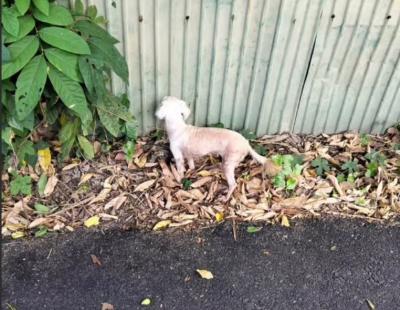 ทิ้งหรือหลงทาง มีผู้แจ้งพบเห็นสุนัขอยู่ข้างทางเป็นสุนัขพันธุ์เล็ก ตาบอดผู้พบเห็นแจ้งว่า ไม่เคยเห็นมาก่อนและกลัวจะถูกรถชน