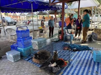 จบโครงการทำหมันสุนัขและแมวจรจัดและที่มีเจ้าของในเชียงใหม่-ลำปาง-อำเภอปายสิ้นสุดลงในปี 2568