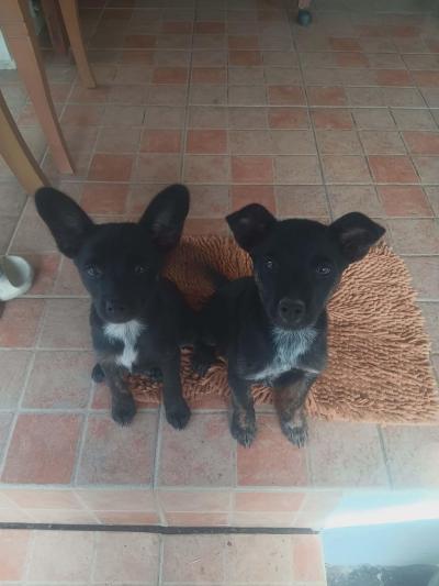 หาบ้านใหม่ อายุ 3 เดือน วัคซีนครบ ทำหมันให้ฟรี แม่เป็นปอมเมอเรเนียน พ่อเป็นเฟรนช์