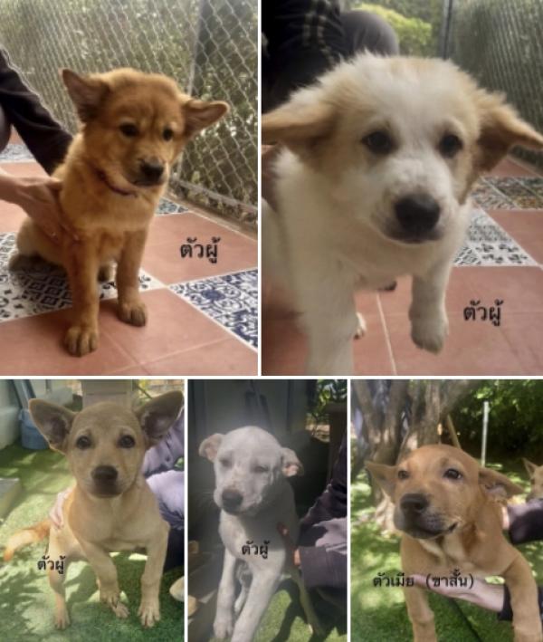Poppy’s For adoption only น้องหมาหาบ้าน อายุ2-3 เดือนวัคซีนครบ ทำหมันให้ฟรี