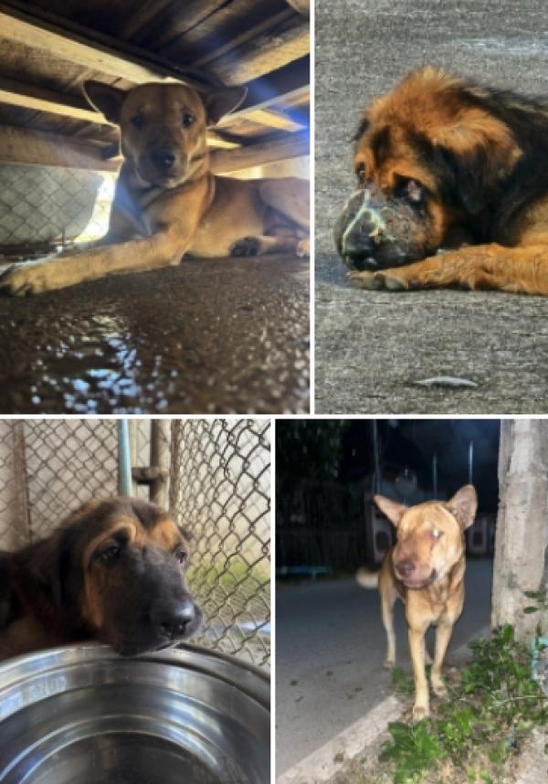 สุนัข TVT การรักษาดูแลที่ยาวนาน กว่าจะหายรอดปลอดภัย เมื่อเขาแข็งแรงดี เราจะทำหมัน สุนัขบางตัวสามารถกลับที่เดิมได้ เพราะมีคนดูแล