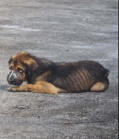 ลุงลำพูน สุนัขมะเร็งTVT สุนัขที่เรา ได้ช่วยเหลือเข้ามารักษาจนอาการ 95% แล้วจากวันแรกน้ำหนักตัว 12.4 kg วันนี้ น้ำหนัก19.5 kg 