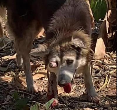 ที่สุดของความเจ็บปวด ทางใจคือถูกทิ้งใจ ที่สุดของความเจ็บปวดทางร่างกายคือ เสียงร้องที่ไม่มีใครได้ยิน