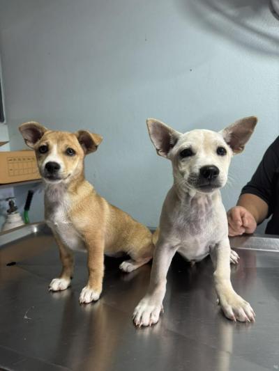 Puppies for adoption