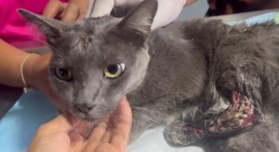 แมวโดนรถชน พิกัด หนองหาร แม่โจ้ มีคนแจ้งขอความช่วยเหลือ พบแมวคาดว่าโดนรถชน