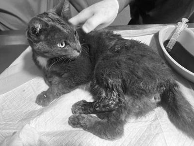 ลาก่อน โจโจ้ update แมวจรที่ทางมูลนิธิช่วยเหลือมา สุดท้ายน้องก็หลับสบายจริงๆ