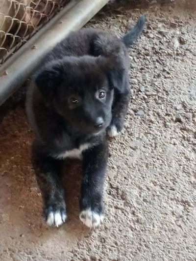 Puppys for adoption บ้านให้ลูกสุนัขพันธุ์ไทย ลูกสุนัข อายุ 8 สัปดาห์ สุขภาพดี