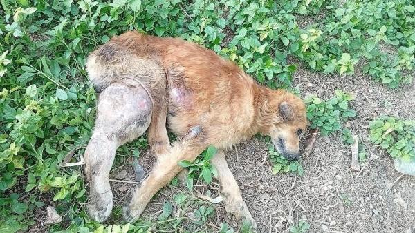 ลุงแซมสุนัขแก่ บ้านหลังสุดท้ายที่มูลนิธิ