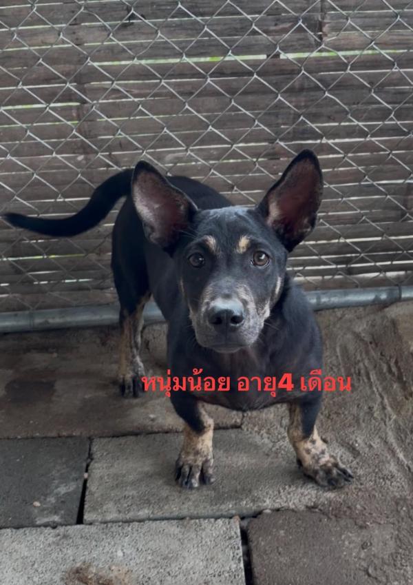 หาบ้านให้สี่ขาผู้น่ารัก ตูบน้อยนิสัยดี วัคซีนครบ ทำหมันให้ฟรี