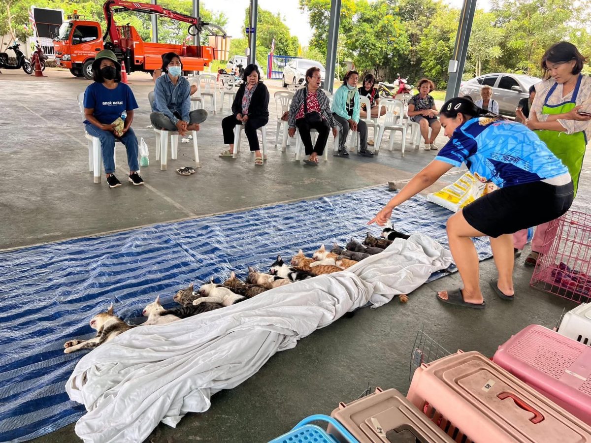 ทำหมันสุนัขและแมว อบต.น้ำบ่อหลวง สันป่าตอง จำนวน 95 ตัว
