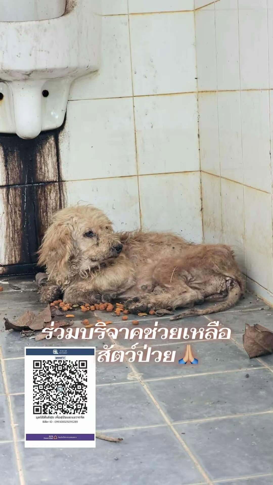 สิ่งมีชีวิตที่..ซื่อสัตย์ที่สุด แต่กลับถูกทิ้ง รับสุนัขป่วยไร้ที่พึ่งเข้ามาดูแลในบ้านหลังสุดท้าย