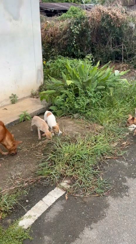 อาหารทุกเม็ดที่ท่านร่วมบริจาค แบ่งปันถึงสุนัขและแมวจรจัดบนอำเภอปาย แม่ฮ่องสอน