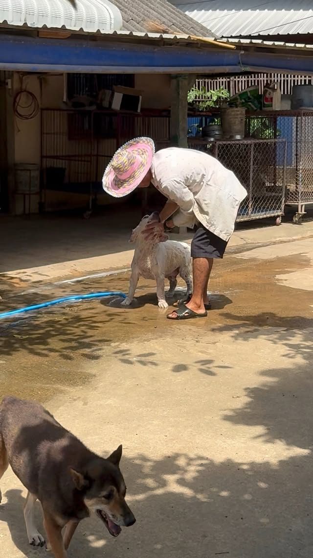 งานอาบน้ำสุนัข ขอรับบริจาคแชมพูยา แชมพูโรคผิวหนัง และแชมพูเห็บหมัด