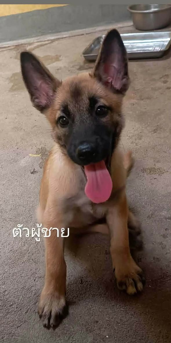 Puppies หาบ้านถาวร ลูกสุนัขอายุ 2 เดือน วัคซีนฟรี ทำหมันฟรี