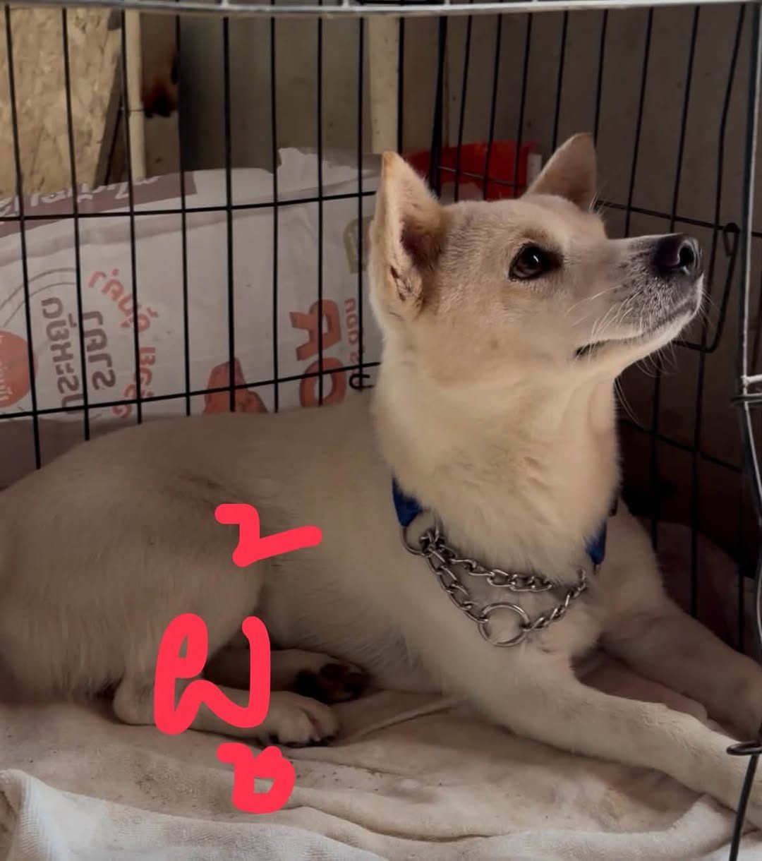 Adopt only หาบ้านถาวร สุนัขอายุ 1 ขวบ ทำหมันและวัคซีนแล้ว น่ารัก นิสัยดี