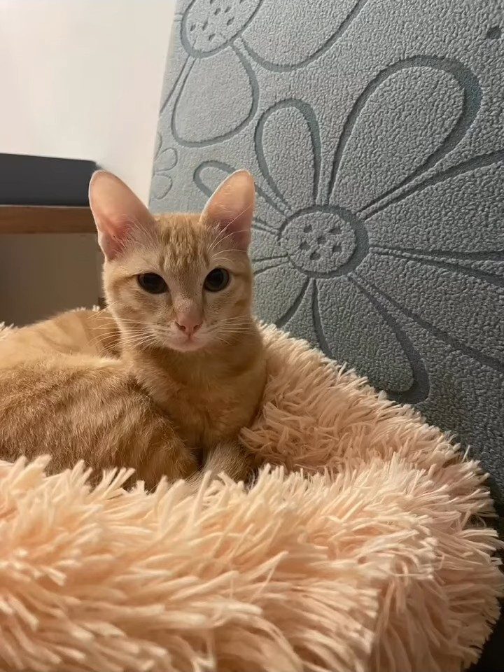Kitty survivor น้องฟาง ลูกแมวบาดเจ็บข้างทาง วันนี้ปลอดภัย แข็งแรง มีบ้านที่อบอุ่น
